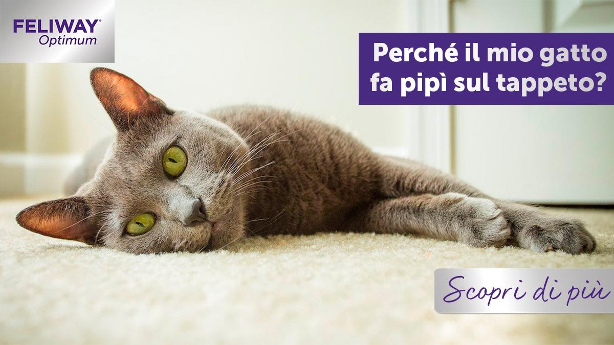 Perché il mio gatto fa pipì sul tappeto?